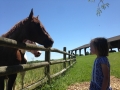 Lu & a Horse